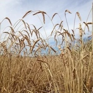 Palouse Heritage Columbia Gold™ Wheat