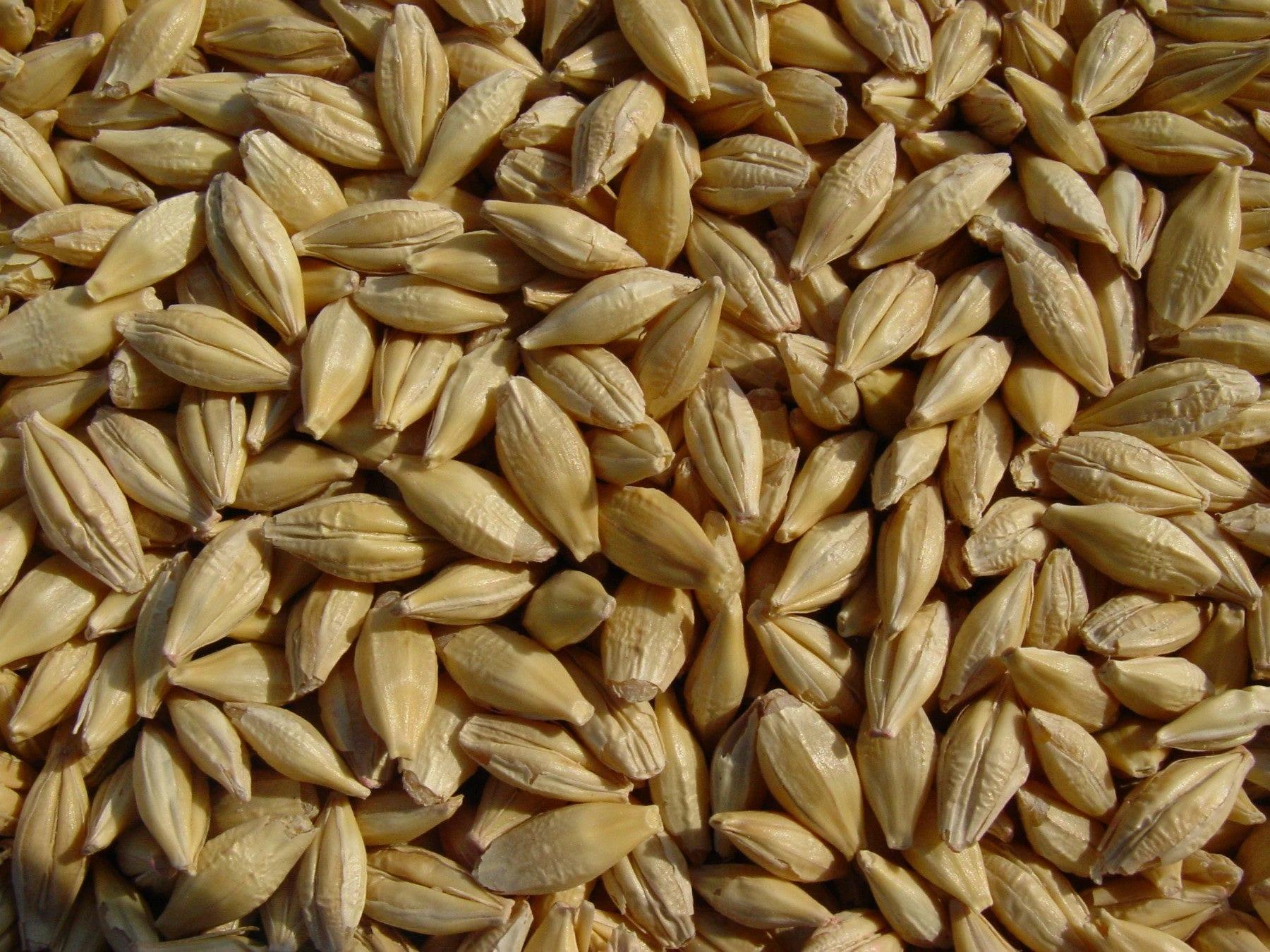Baronesse Barley (Unhulled)