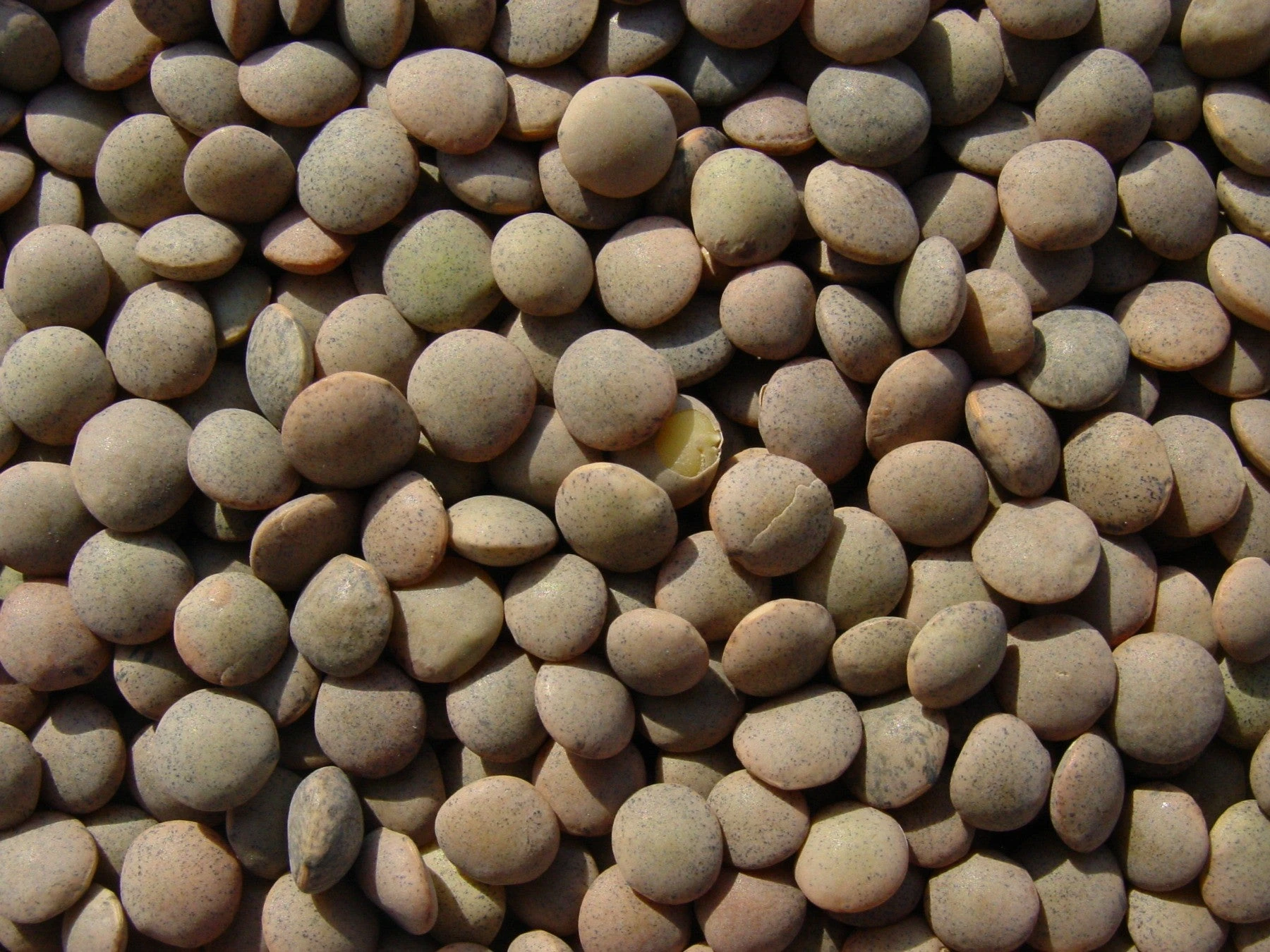 Lentils