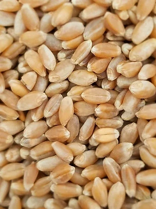 Horse Heaven Hollis Hard Red Spring Wheat