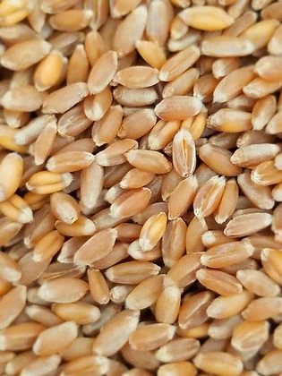 Sequoia Hard Red Winter Wheat