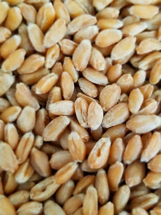 Elwha River Spelt