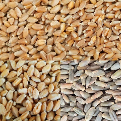4 Grain Seasonal Sampler
