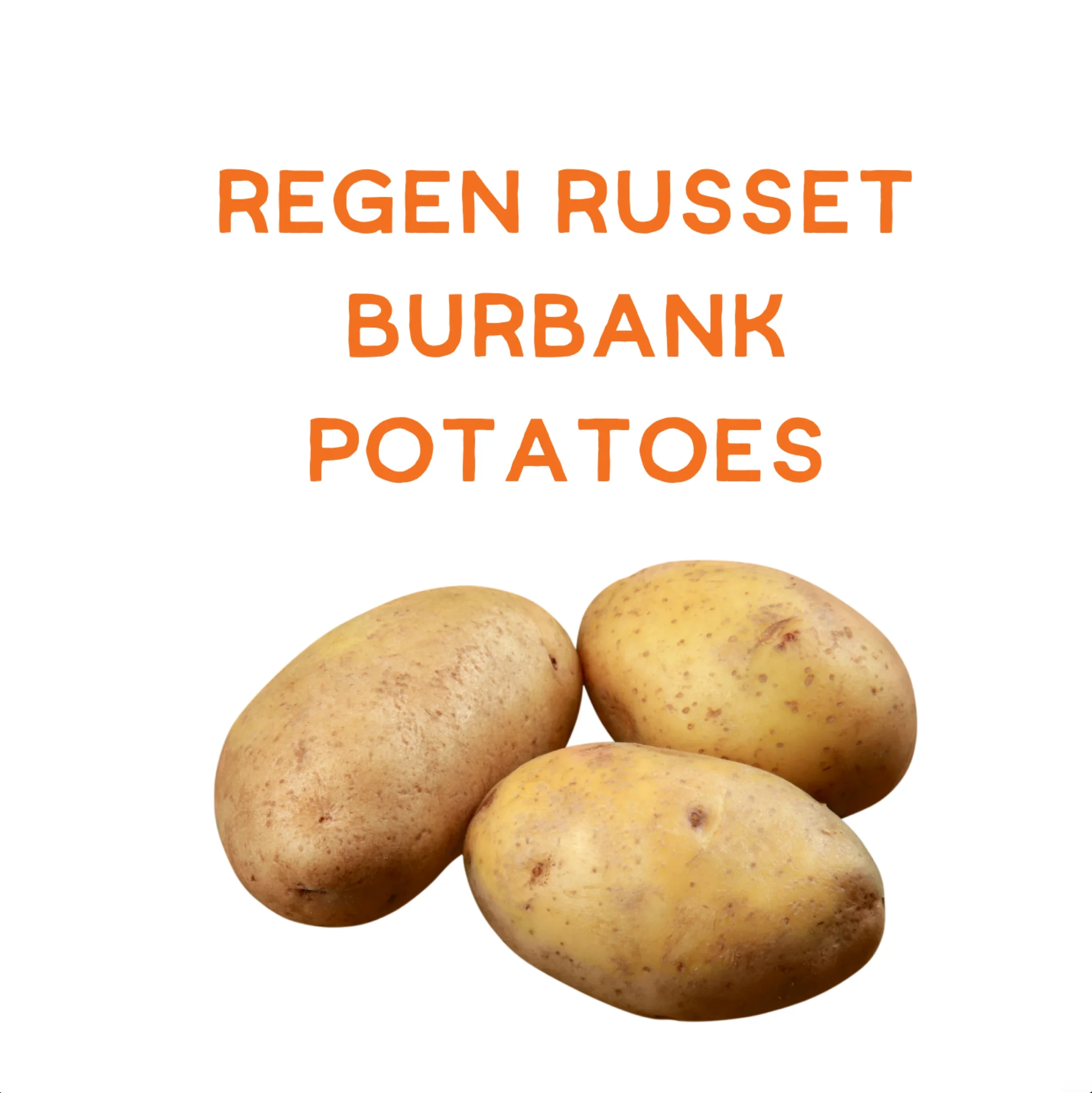 Regen Burbank Russet Potatoes
