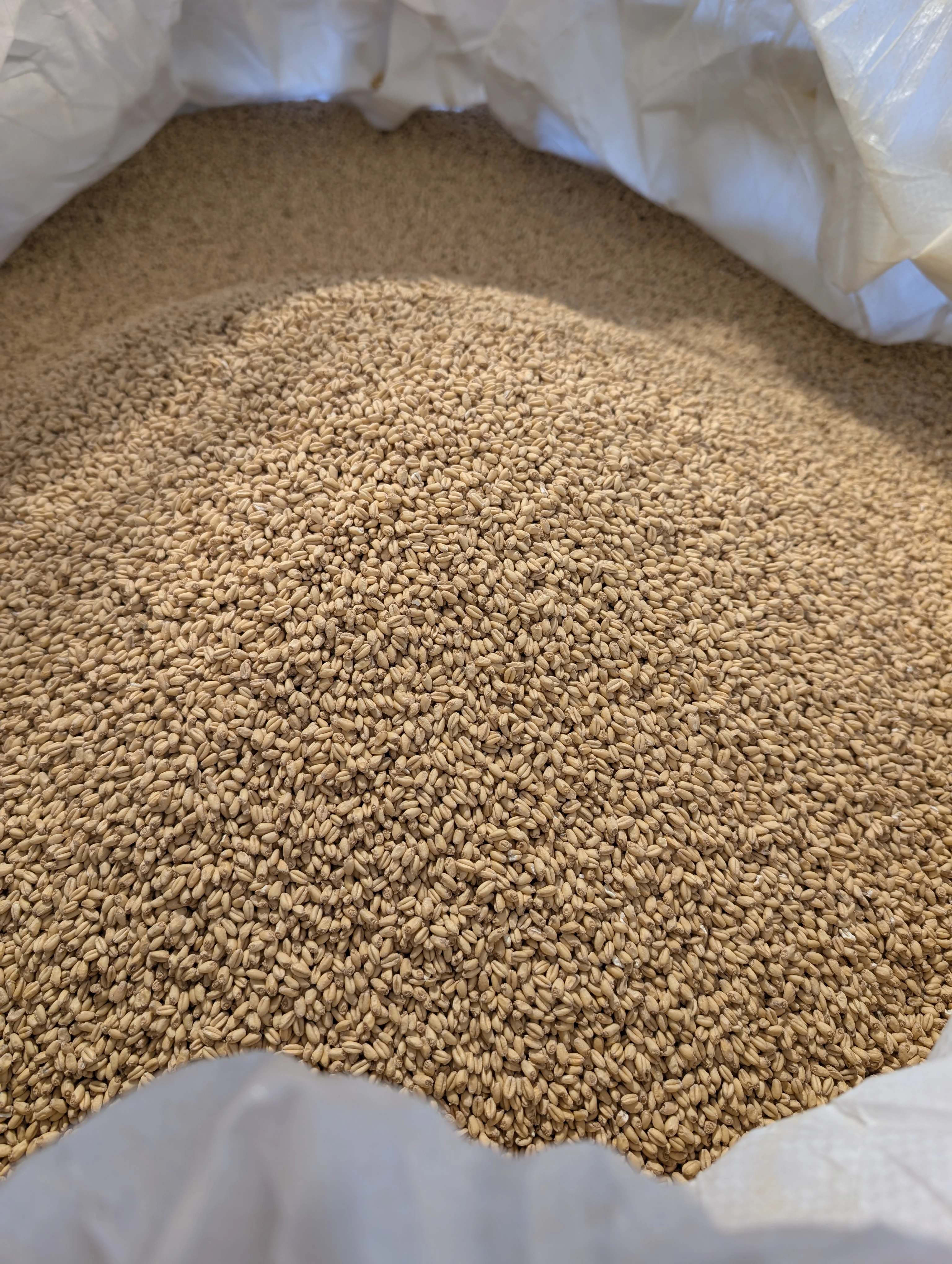 Voodoo Soft White Wheat Pale Malt